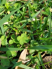 Trifolium repens