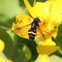 Dasysyrphus tricinctus