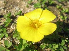 Oxalis perdicaria