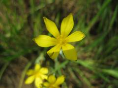Sisyrinchium graminifolium