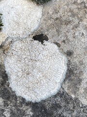 Circinaria calcarea