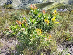 Protea