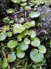 Sibthorpia peregrina