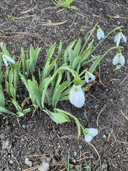 Galanthus elwesii