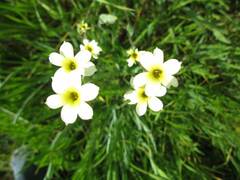 Sisyrinchium cuspidatum