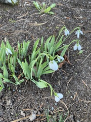 Galanthus elwesii