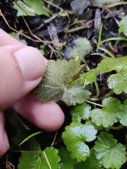 Sibthorpia peregrina