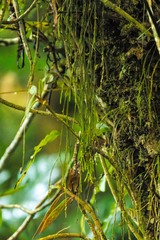 Psilotum complanatum