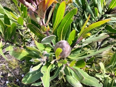 Protea