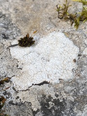 Circinaria calcarea