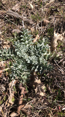 Cirsium undulatum