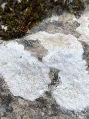 Circinaria calcarea