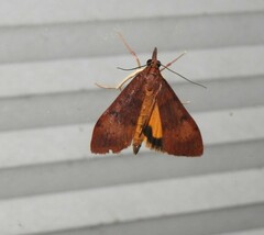 Uresiphita ornithopteralis