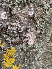 Marchandiomyces corallinus