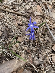 Scilla luciliae