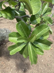 Adenium multiflorum