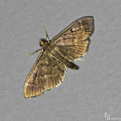 Patania ruralis