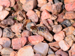 Dianthidium