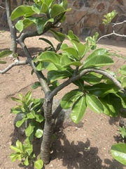 Adenium multiflorum
