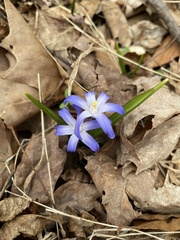 Scilla luciliae