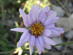 Aster alpinus