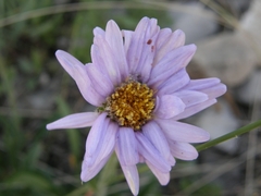 Aster alpinus