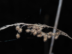 Anthenantia