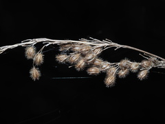 Anthenantia