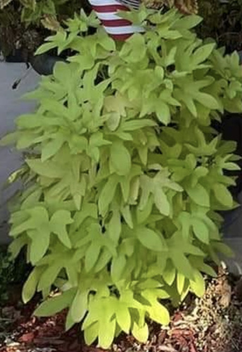 Ipomoea batatas observed 2021-04-06
