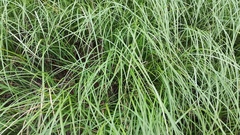 Carex paleacea