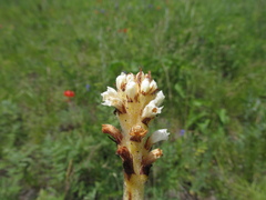 Orobanche coerulescens