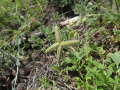 Gueldenstaedtia verna