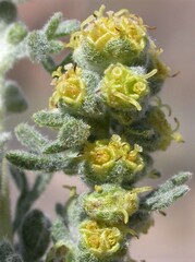 Artemisia spinescens