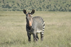 Equus zebra zebra