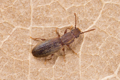 Oryzaephilus surinamensis