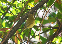 Phylloscopus collybita