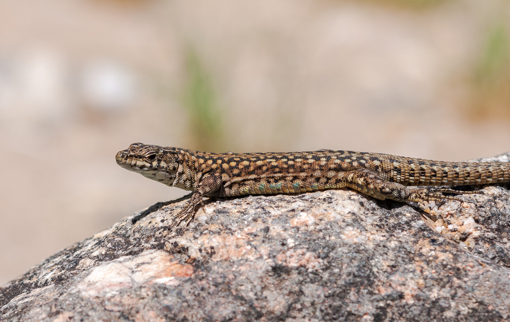 Guadarrama Wall Lizard