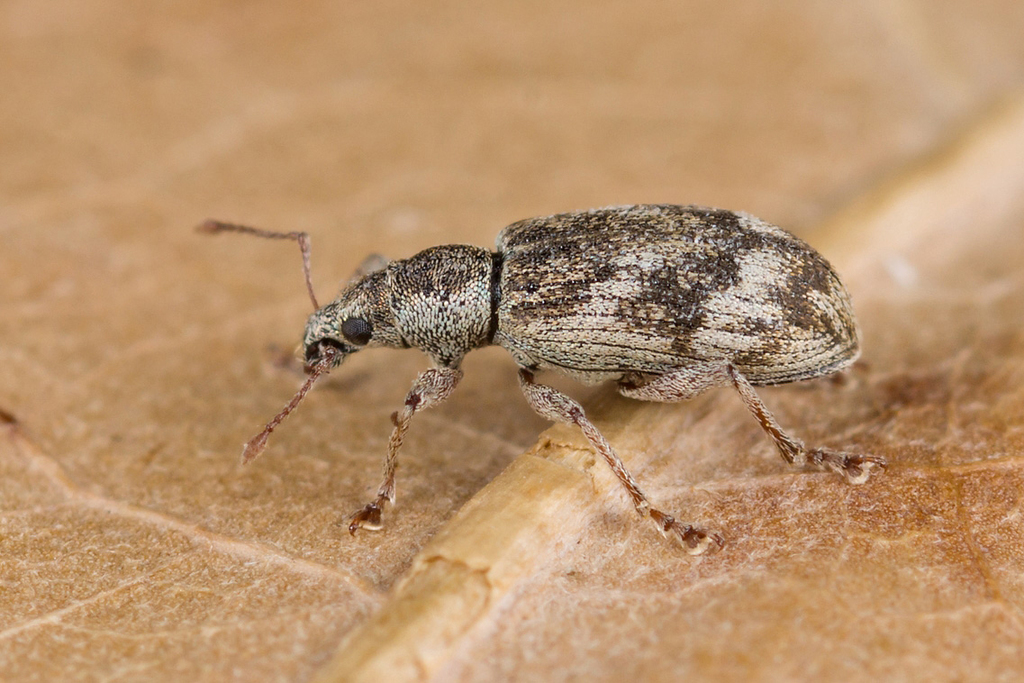Polydrusus tereticollis