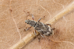 Polydrusus tereticollis