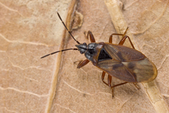 Gastrodes abietum