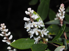 Cliftonia monophylla