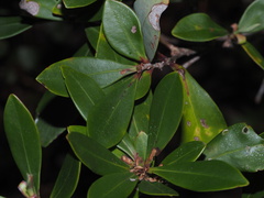 Cliftonia monophylla