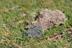 Thaumetopoea herculeana