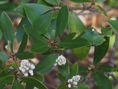 Cliftonia monophylla
