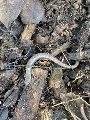 Batrachoseps nigriventris