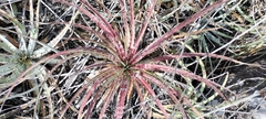 Hechtia