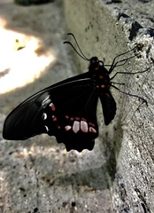 Heraclides anchisiades capys