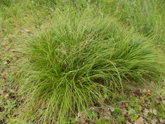 Carex montana