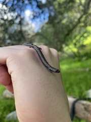 Batrachoseps nigriventris