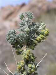 Artemisia spinescens